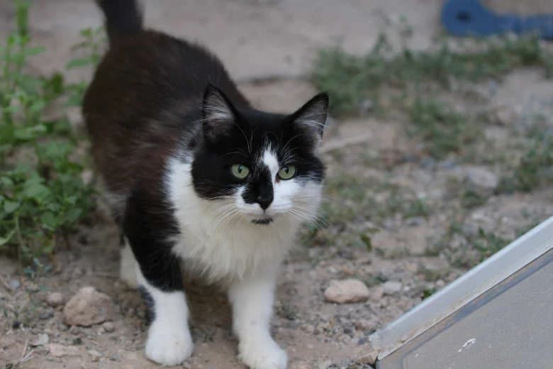 Lili,  Mixed Breed for adoption at Arche Noah e.V., Bensheim
