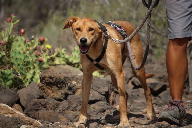 Mafi, Mixed Breed for adoption at Arche Noah e.V., Bensheim