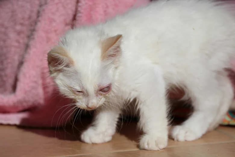 Melon,  Mixed Breed for adoption at Arche Noah e.V., Bensheim