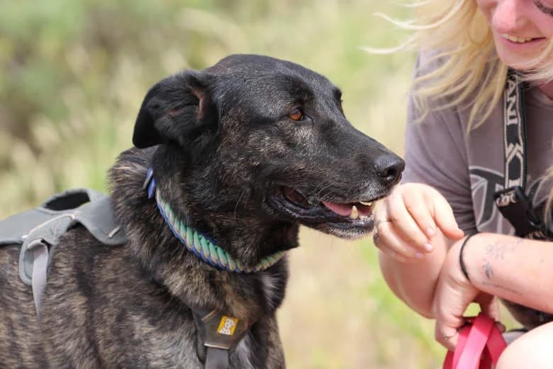 Mike, Mixed Breed for adoption at Arche Noah e.V., Bensheim