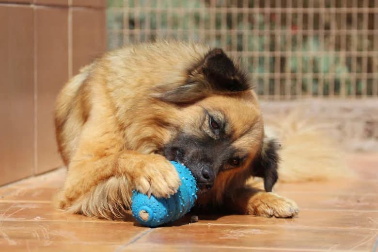 Oso, Mixed Breed for adoption at Arche Noah e.V., Bensheim