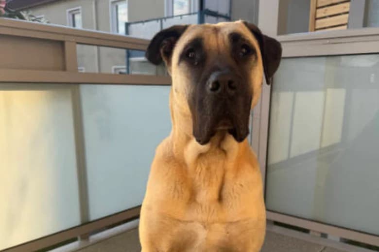 Paul,  Mixed Breed for adoption at Arche Noah e.V., Bensheim