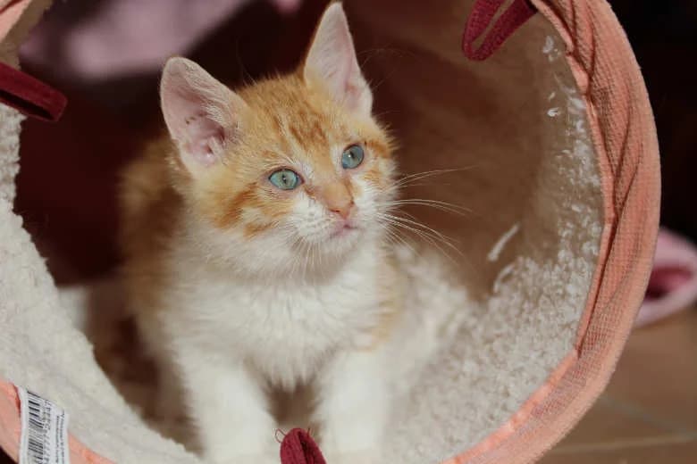 Pea,  Mixed Breed for adoption at Arche Noah e.V., Bensheim