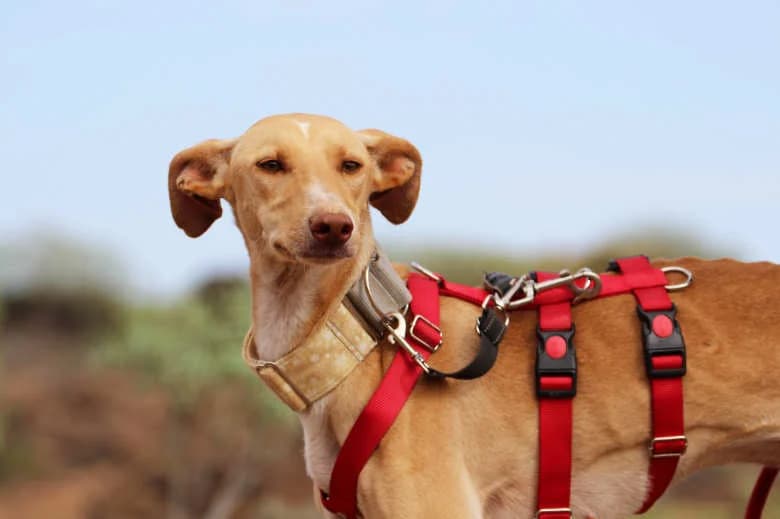 Perla, Mixed Breed for adoption at Arche Noah e.V., Bensheim