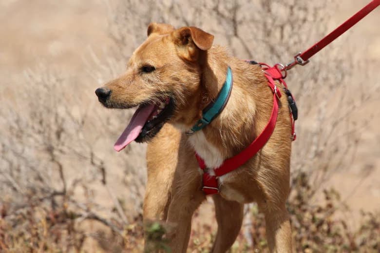Pluto, Mixed Breed for adoption at Arche Noah e.V., Bensheim