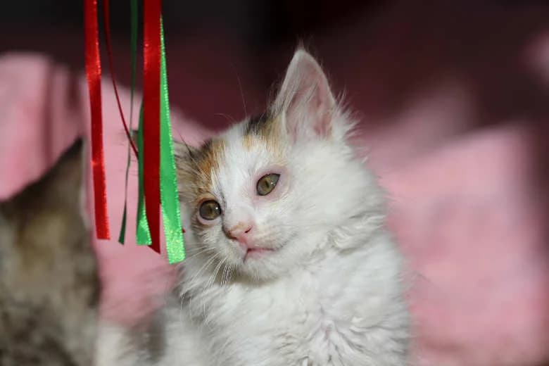 Potato,  Mixed Breed for adoption at Arche Noah e.V., Bensheim