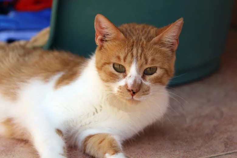 Rina,  Mixed Breed for adoption at Arche Noah e.V., Bensheim
