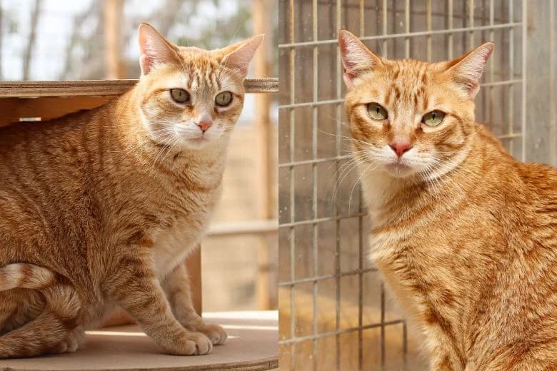 Sammy & Timmy,  Mixed Breed for adoption at Arche Noah e.V., Bensheim