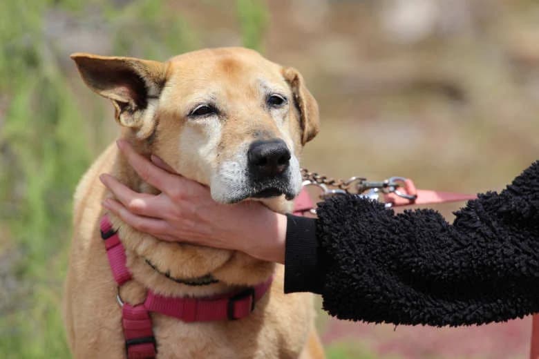 Tequila, Mixed Breed for adoption at Arche Noah e.V., Bensheim