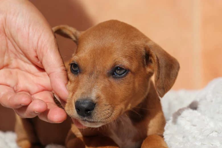 Ulli, Mixed Breed for adoption at Arche Noah e.V., Bensheim
