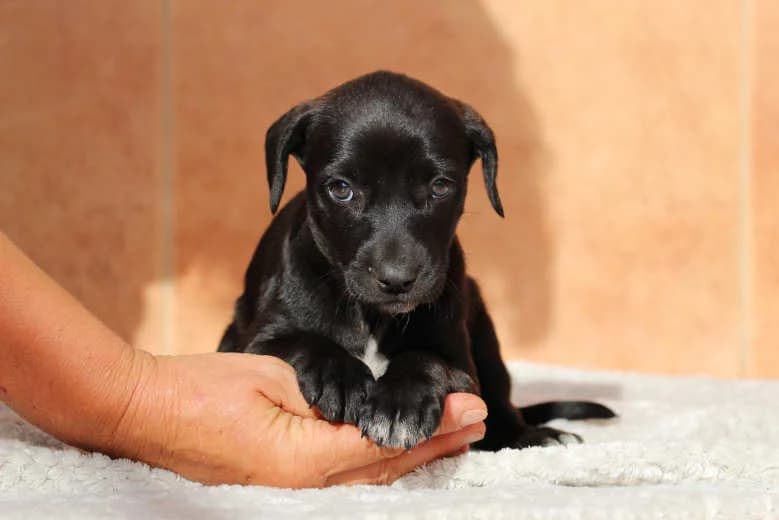 Uma, Mixed Breed for adoption at Arche Noah e.V., Bensheim