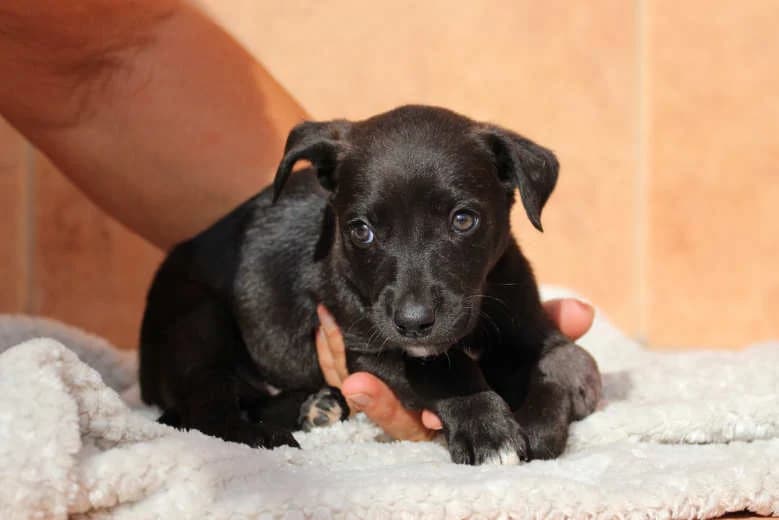 Unxy, Mixed Breed for adoption at Arche Noah e.V., Bensheim