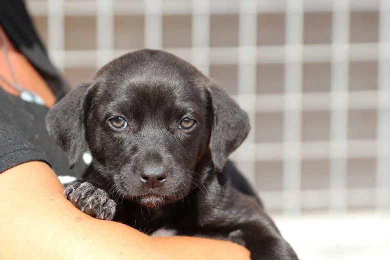Uri, Mixed Breed for adoption at Arche Noah e.V., Bensheim