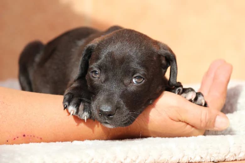 Usko, Mixed Breed for adoption at Arche Noah e.V., Bensheim