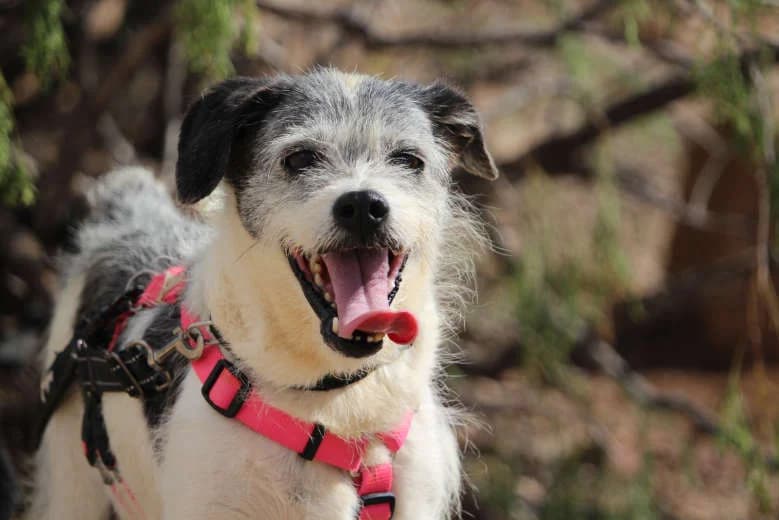 Zape, Mixed Breed for adoption at Arche Noah e.V., Bensheim