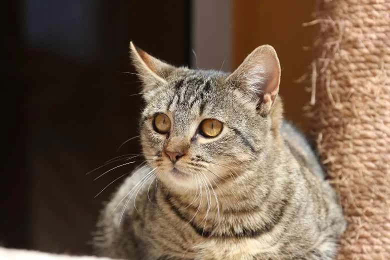 Zerina, Mixed Breed for adoption at Arche Noah e.V., Bensheim