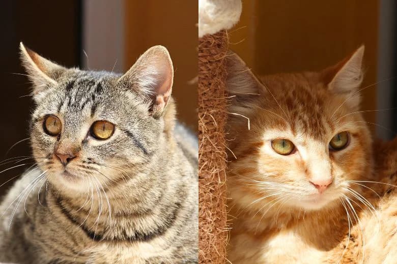 Zerina & Zeus,  Mixed Breed for adoption at Arche Noah e.V., Bensheim