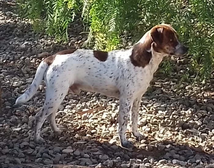 Bodo,  senior Mixed Breed for adoption at Arme Hunde – Gran Canaria, München