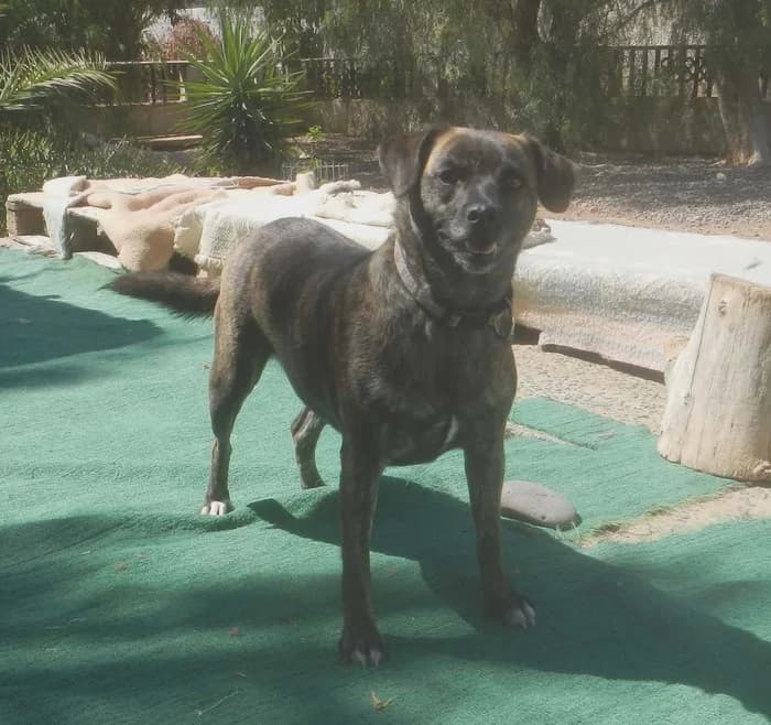 Mandy,  senior mixed breed for adoption at Arme Hunde – Gran Canaria, München