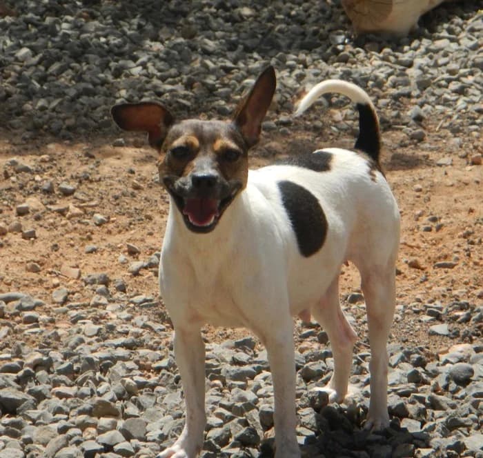 Nikita,  senior Mixed Breed for adoption at Arme Hunde – Gran Canaria, München