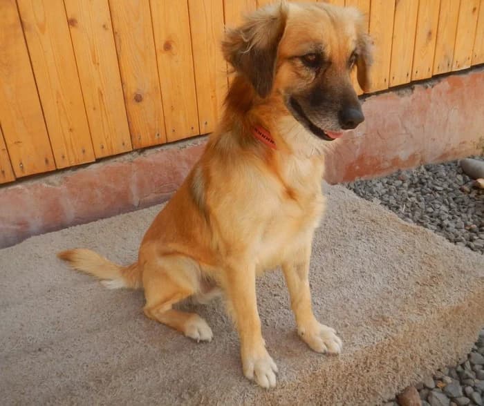 Ronny,  senior Mixed Breed for adoption at Arme Hunde – Gran Canaria, München