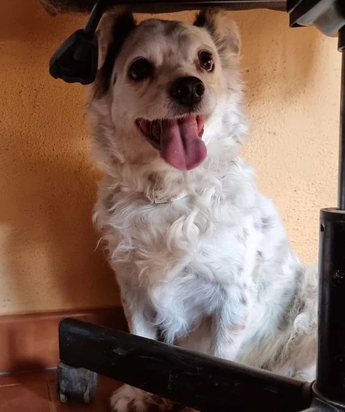 Rony,  senior Mixed Breed for adoption at Arme Hunde – Gran Canaria, München