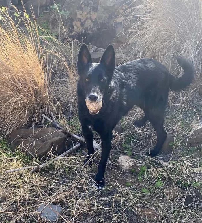 Whisky,  senior Mixed Breed for adoption at Arme Hunde – Gran Canaria, München