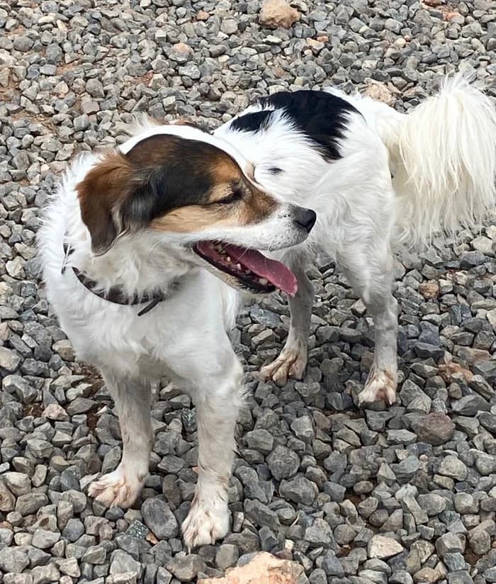 Chupito,  senior Mixed Breed for adoption at Arme Hunde – Gran Canaria, München