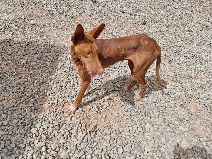 Matti,  5yo Mixed Breed for adoption at Arme Hunde – Gran Canaria, München