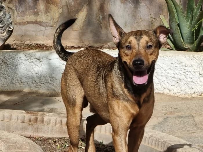 Manolo,  young Mixed Breed for adoption at Arme Hunde – Gran Canaria, München