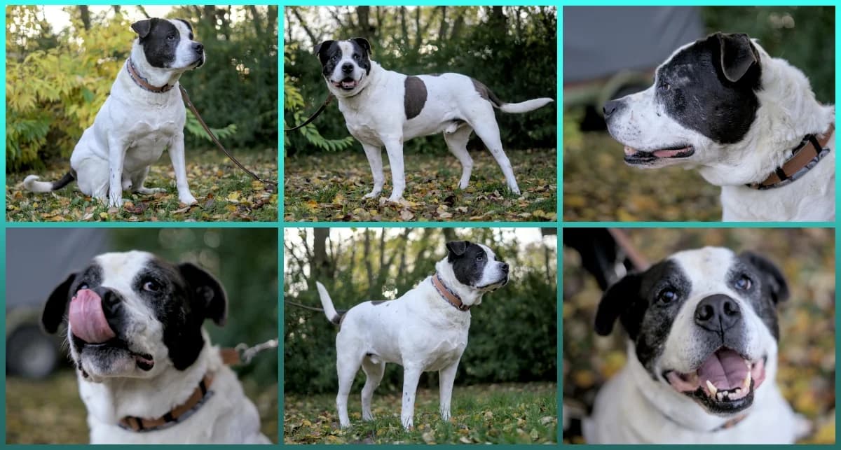 Pollux, gestromt male senior Mixed Breed Cat for adoption at ASPCA Stralsund e.V., Stralsund