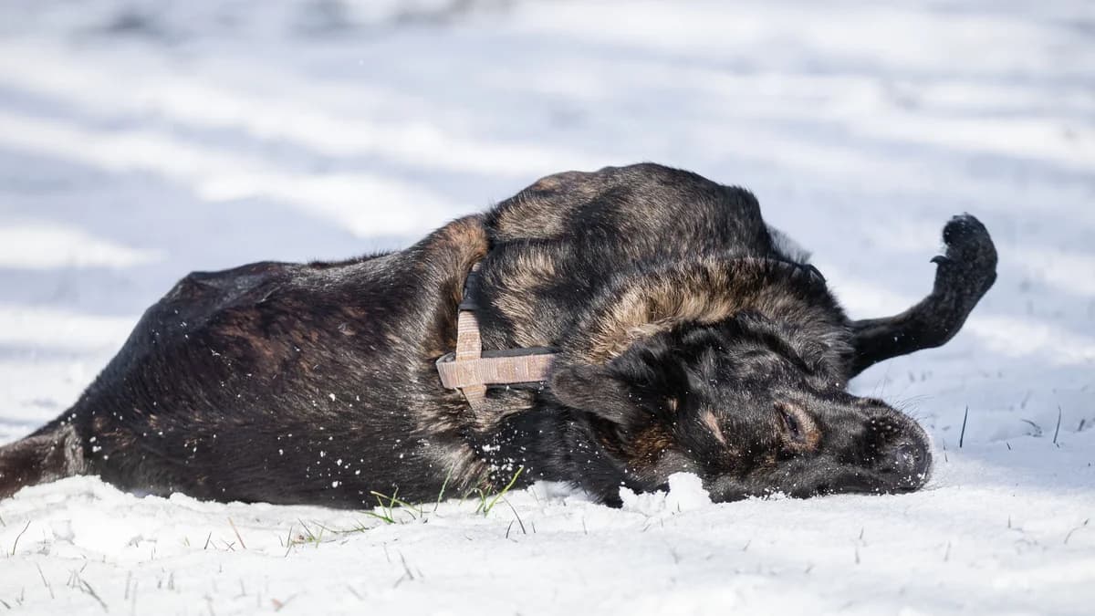 Jodie, female Mixed Breed for adoption at BMT Tierheim Pfullingen, Pfullingen