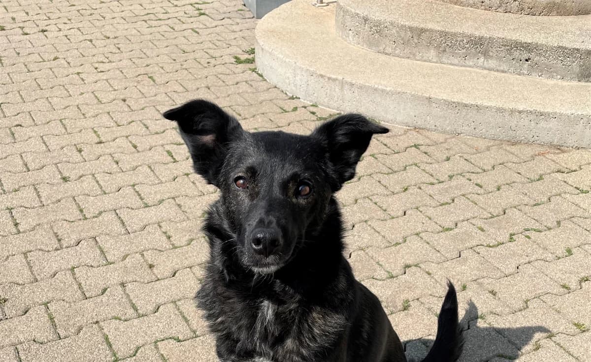 Jodie, female Mixed Breed for adoption at BMT Tierheim Pfullingen, Pfullingen — photo 2 of 6