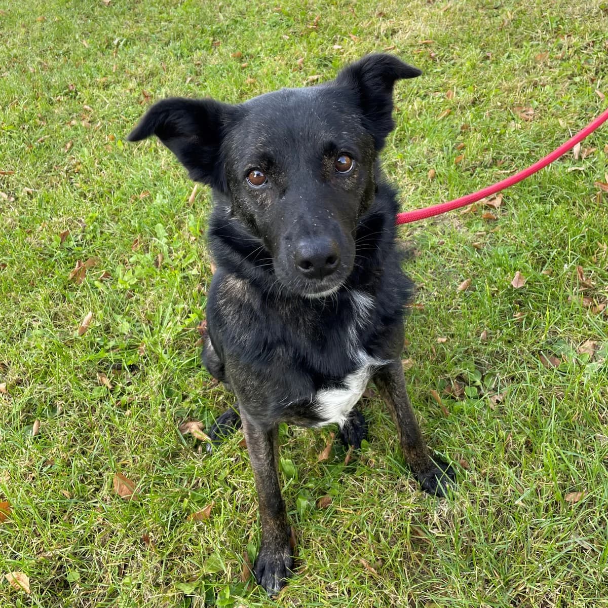 Jodie, female Mixed Breed for adoption at BMT Tierheim Pfullingen, Pfullingen — photo 3 of 6