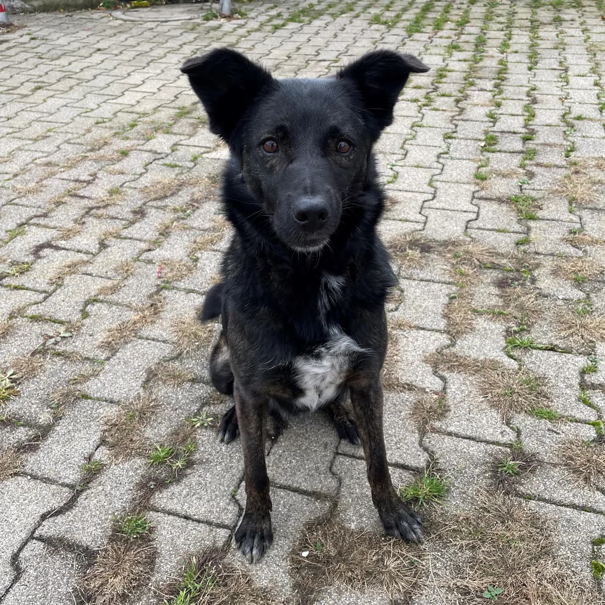 Jodie, female Mixed Breed for adoption at BMT Tierheim Pfullingen, Pfullingen — photo 4 of 6