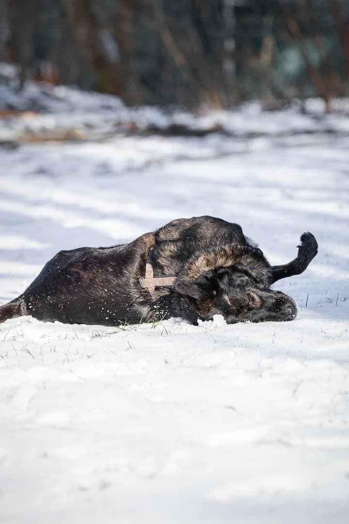 Jodie, female Mixed Breed for adoption at BMT Tierheim Pfullingen, Pfullingen — photo 5 of 6