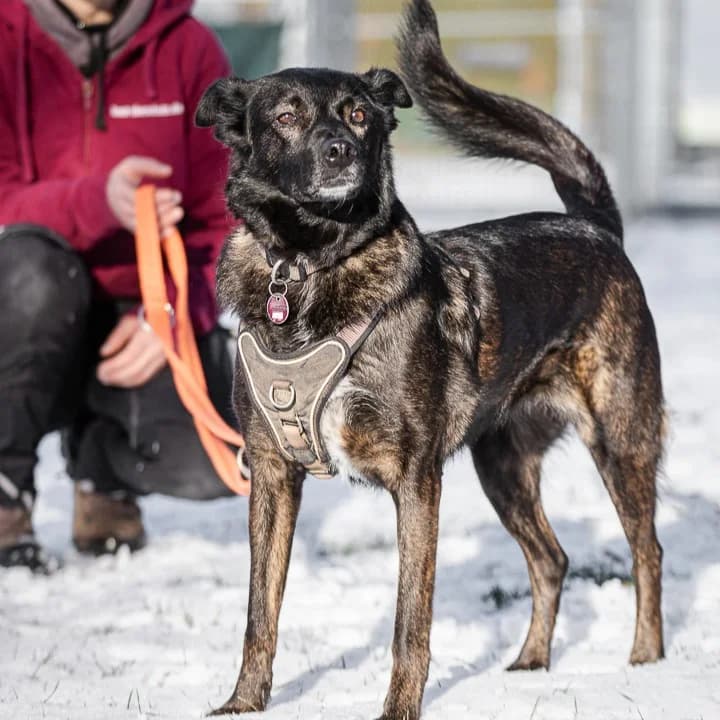Jodie, female Mixed Breed for adoption at BMT Tierheim Pfullingen, Pfullingen — photo 6 of 6