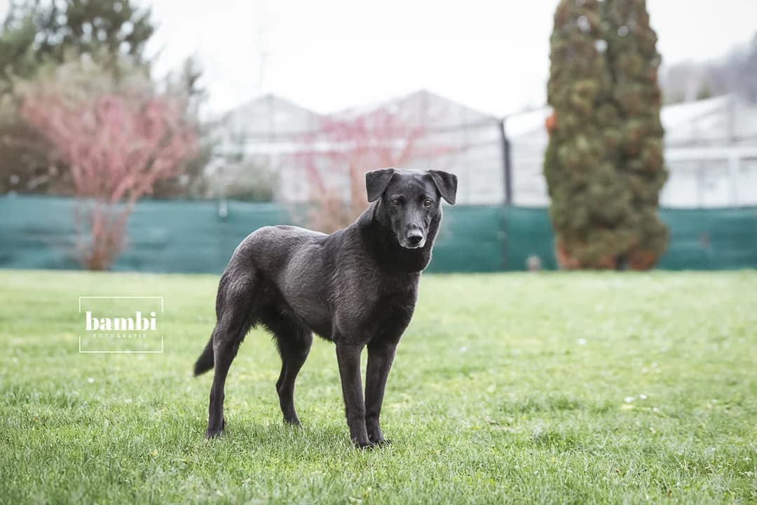 Britta, female senior Mixed Breed for adoption at BMT Tierheim Pfullingen, Pfullingen