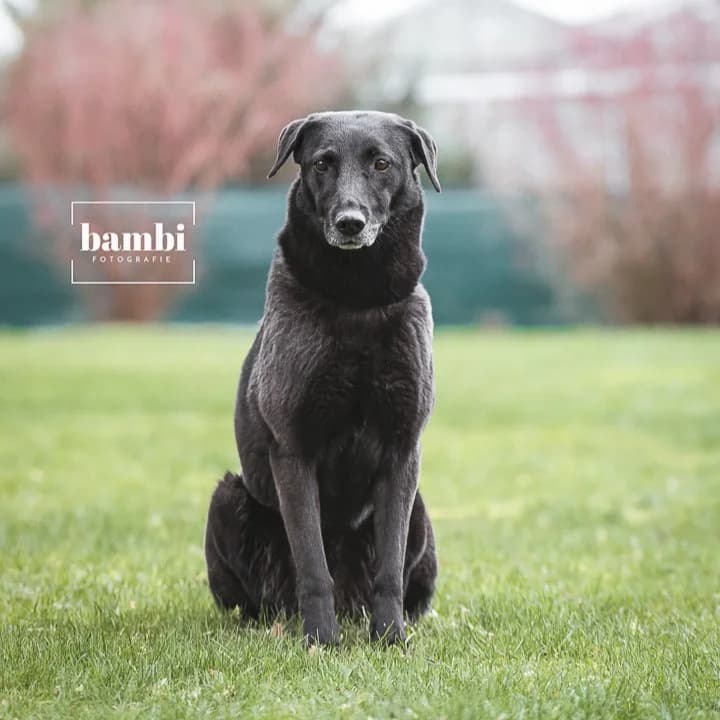 Britta, female Mixed Breed for adoption at BMT Tierheim Pfullingen, Pfullingen — photo 2 of 2