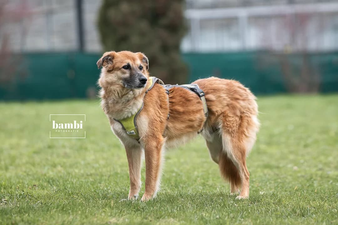 Jim, male senior Mixed Breed for adoption at BMT Tierheim Pfullingen, Pfullingen