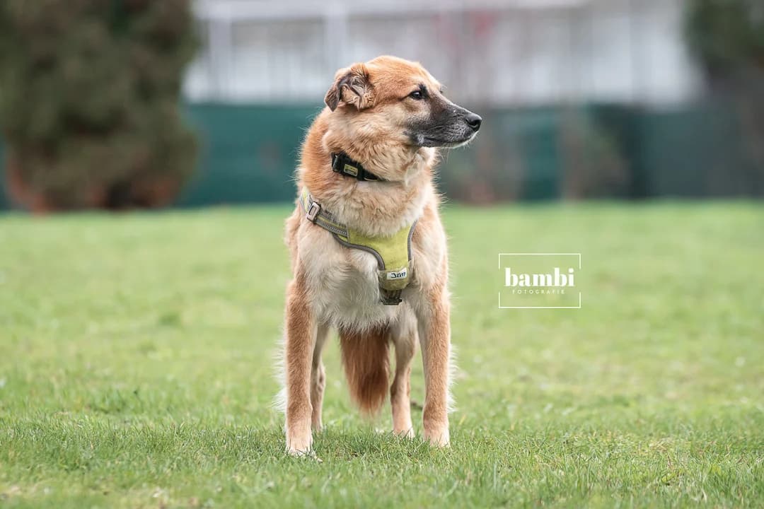 Jim, male Mixed Breed for adoption at BMT Tierheim Pfullingen, Pfullingen — photo 2 of 6