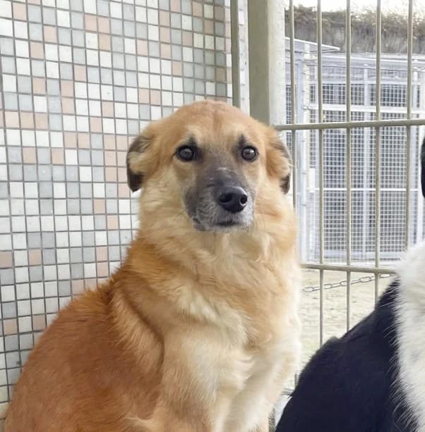 Jim, male Mixed Breed for adoption at BMT Tierheim Pfullingen, Pfullingen — photo 3 of 6