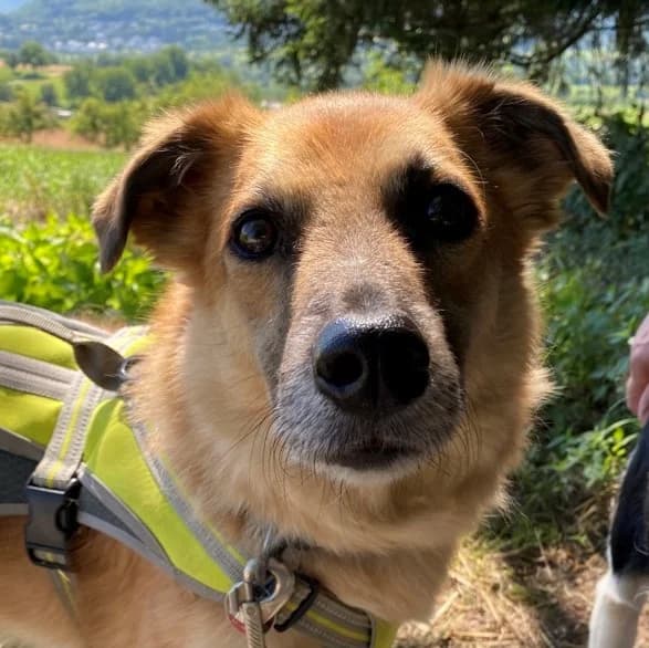 Jim, male Mixed Breed for adoption at BMT Tierheim Pfullingen, Pfullingen — photo 4 of 6