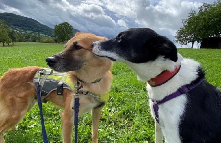 Jim, male Mixed Breed for adoption at BMT Tierheim Pfullingen, Pfullingen — photo 5 of 6