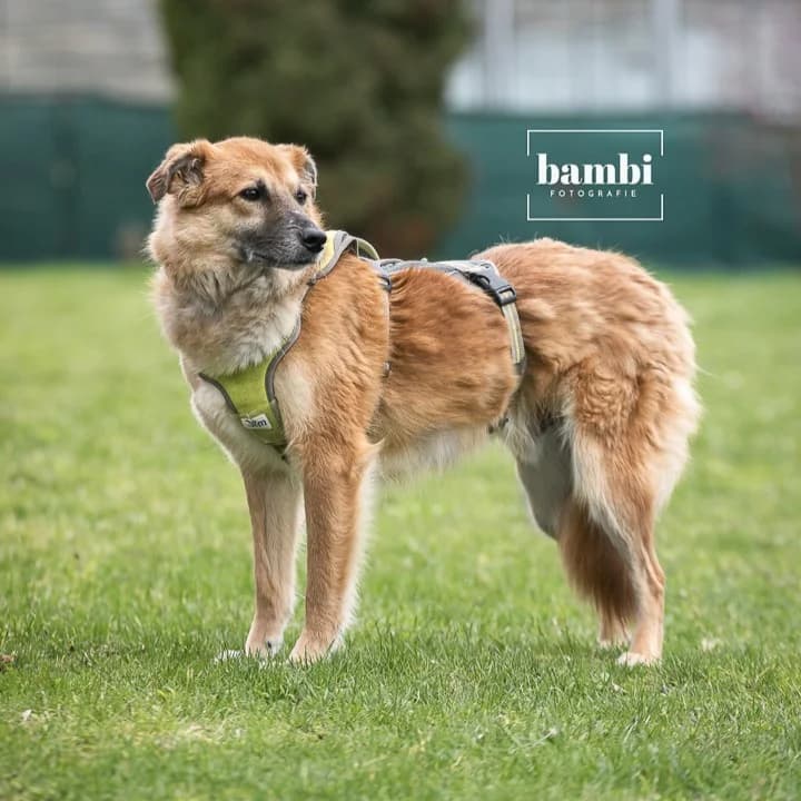 Jim, male Mixed Breed for adoption at BMT Tierheim Pfullingen, Pfullingen — photo 6 of 6