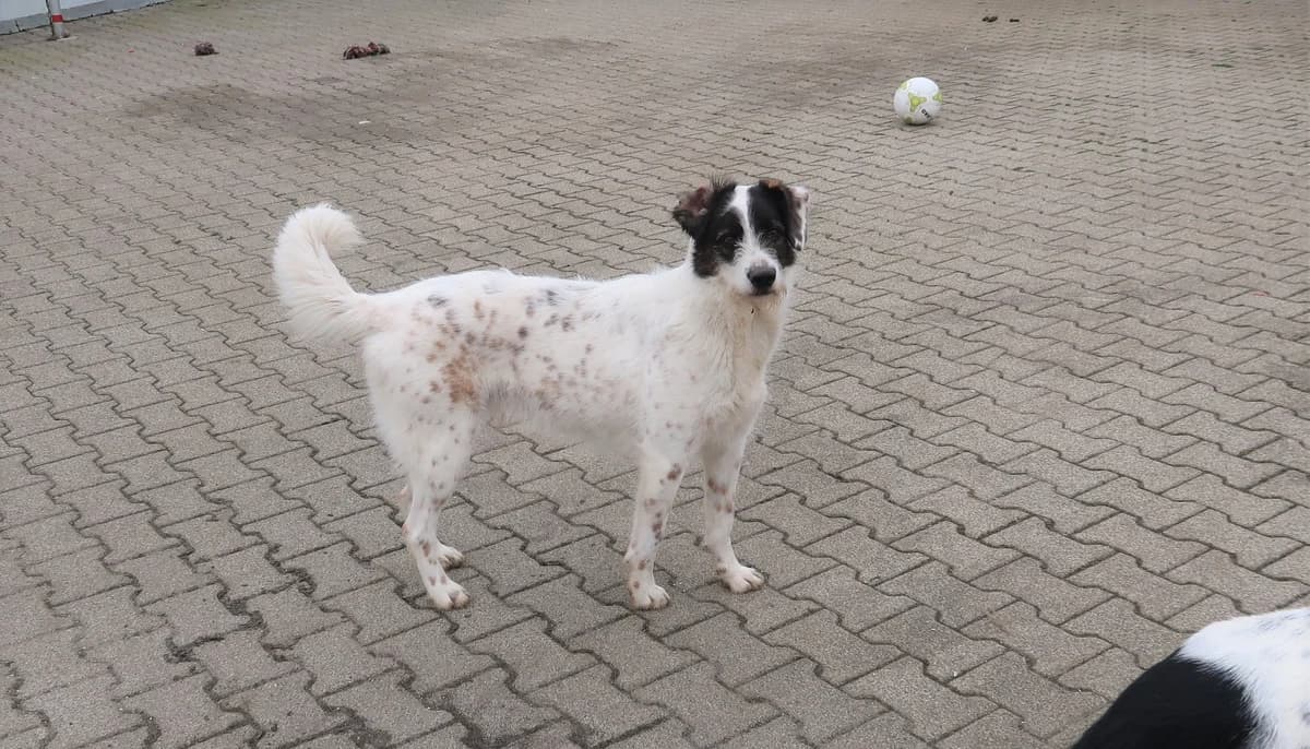 Jule, male senior Mixed Breed for adoption at BMT Tierheim Pfullingen, Pfullingen