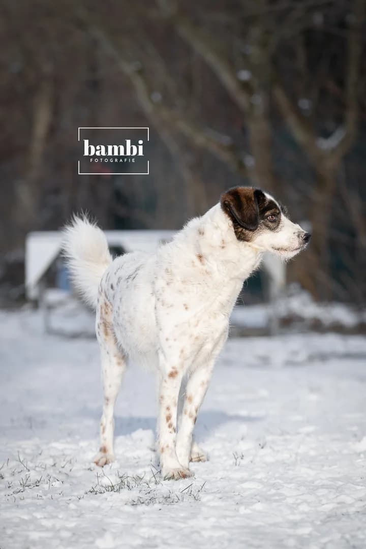 Jule, male Mixed Breed for adoption at BMT Tierheim Pfullingen, Pfullingen — photo 2 of 7