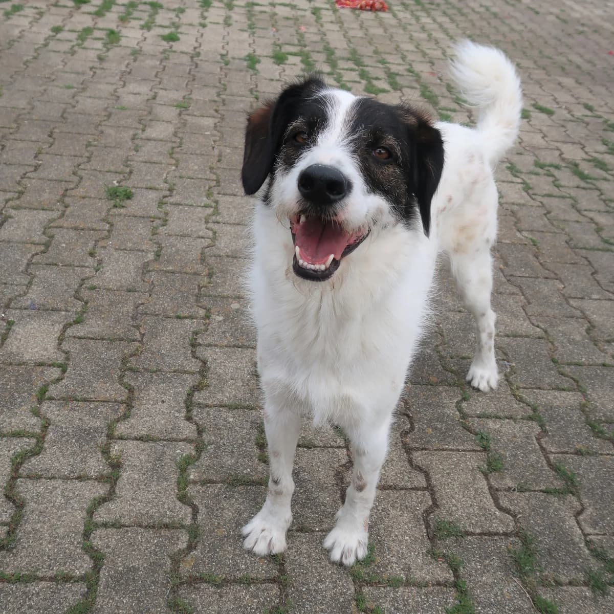 Jule, male Mixed Breed for adoption at BMT Tierheim Pfullingen, Pfullingen — photo 3 of 7