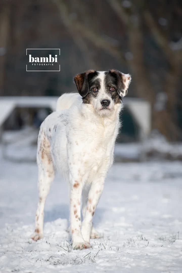 Jule, male Mixed Breed for adoption at BMT Tierheim Pfullingen, Pfullingen — photo 4 of 7