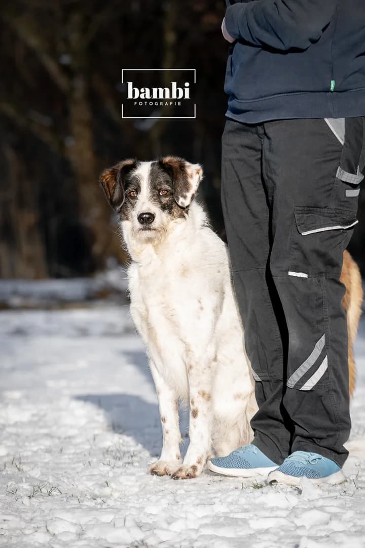 Jule, male Mixed Breed for adoption at BMT Tierheim Pfullingen, Pfullingen — photo 5 of 7